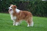 BORDER COLLIE 1466